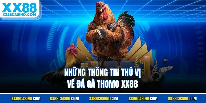 Những thông tin thú vị về đá gà thomo XX88